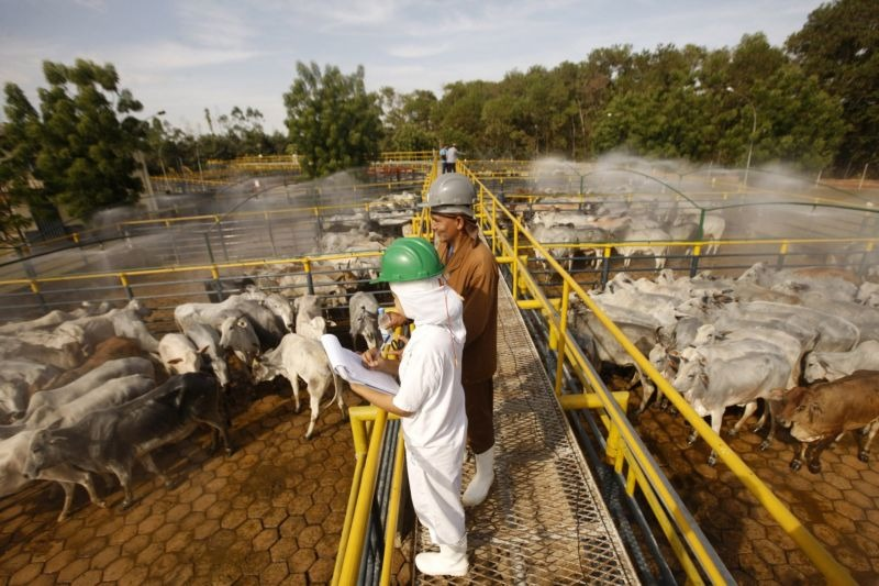 Setor agropecuário teve grande participação para o resultado positivo no estado